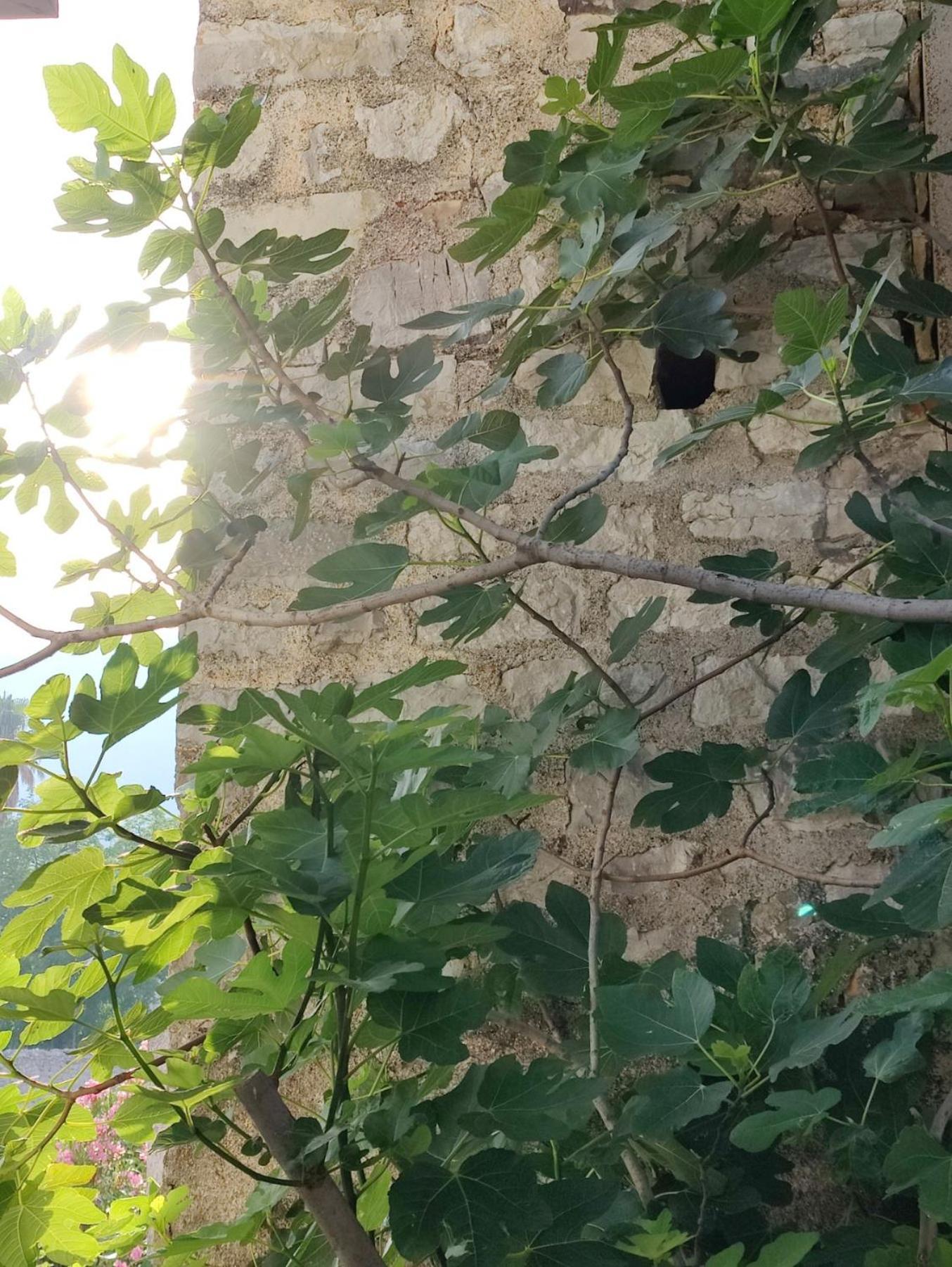 Miro Guesthouse ティヴァト エクステリア 写真