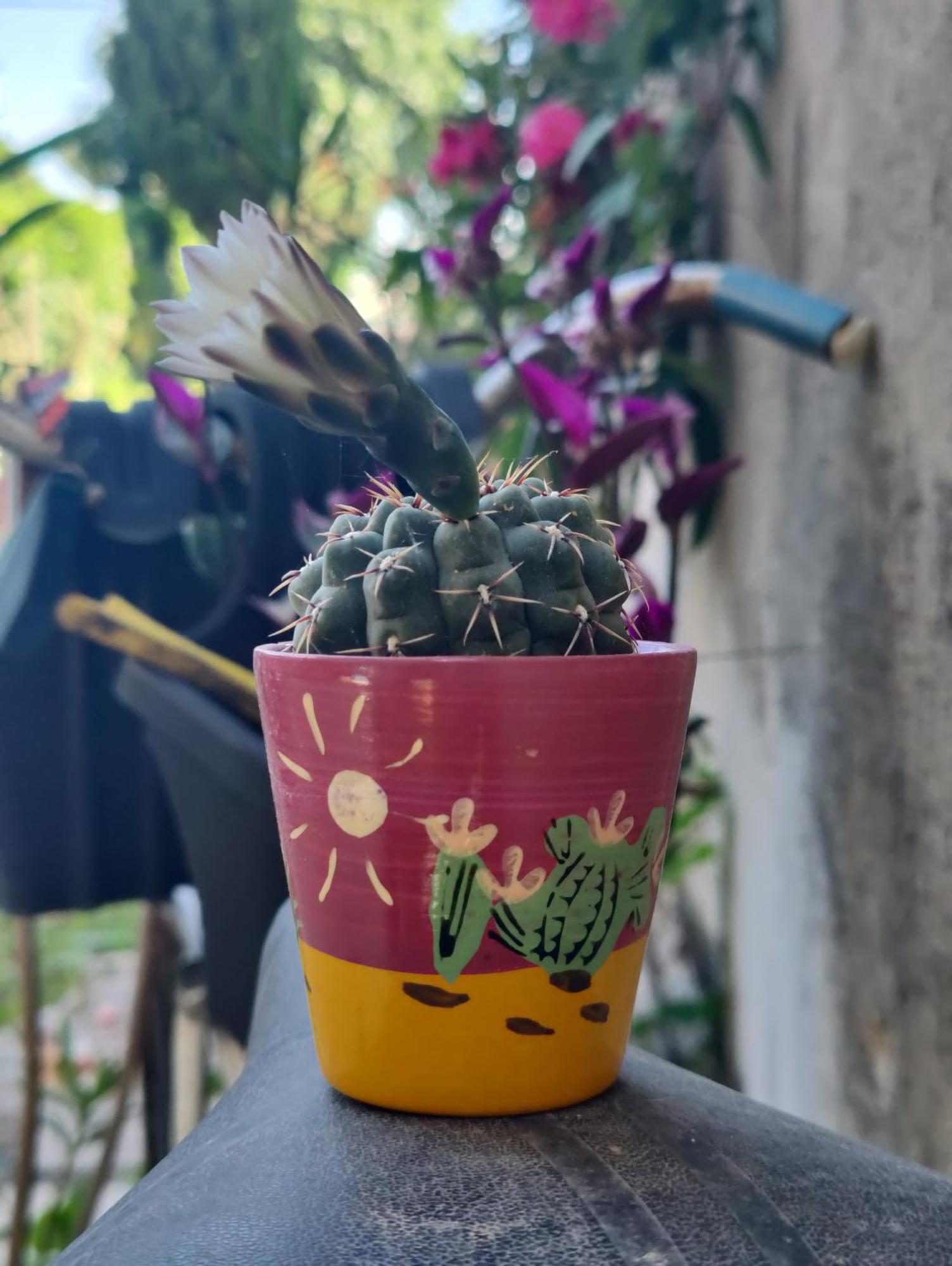 Miro Guesthouse ティヴァト エクステリア 写真